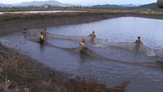 致富养鱼视频_致富经养鱼视频大全集_致富经养鱼