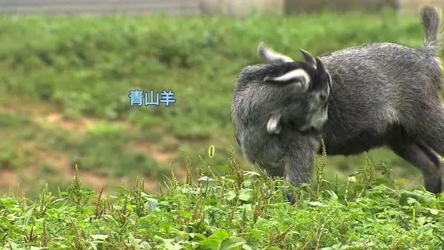 致富小视频加工厂_致富经视频下载官方网站_致富经全部视频