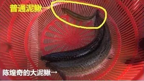 致富经泥鳅_致富泥鳅养殖技术_致富经养泥鳅视频播放