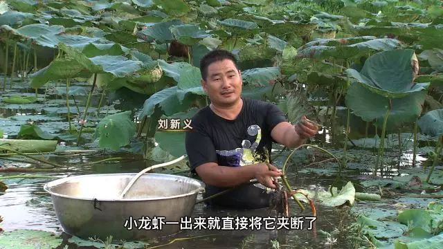 龙虾致富经_致富经小龙虾_致富经龙虾养殖视频全集