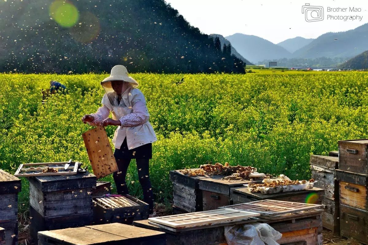 深山里的养蜂人,酿成了可以直接咬着吃的蜂蜜.