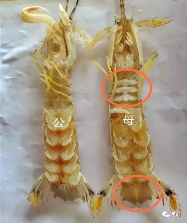 一般来说,皮皮虾头部与身体连接处有个明显"王"字的都是母虾,也有说
