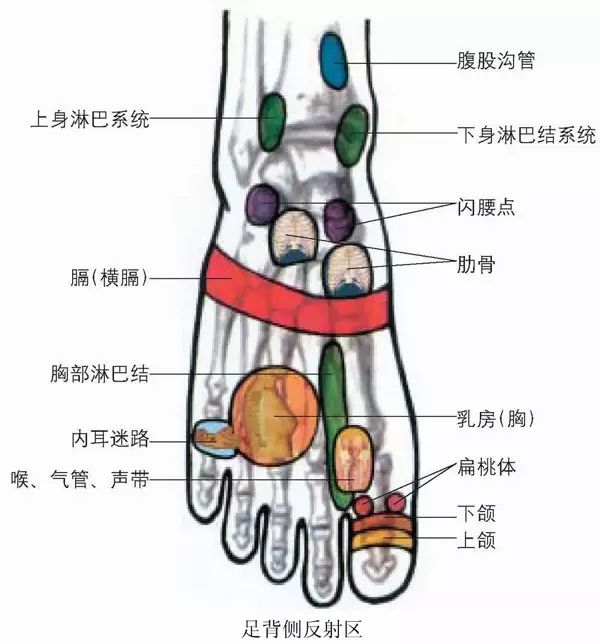 人体全息图医者需收藏