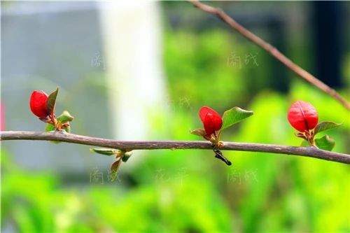 古巨基、黄子华《子华说》