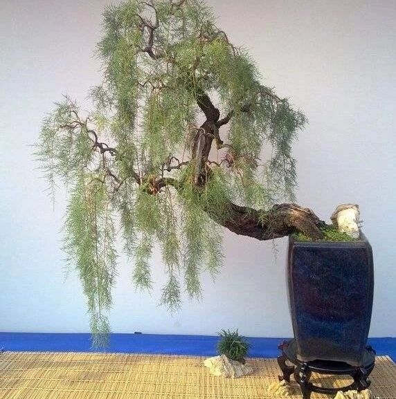 树皮能养花,殊不知自己也能做盆景,怪柳真有诗情画意!