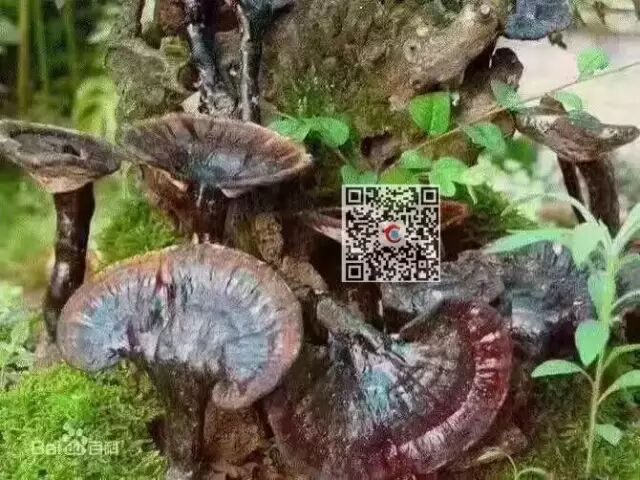 电视剧《择天记》有灵芝，给你灵芝你吃不吃？