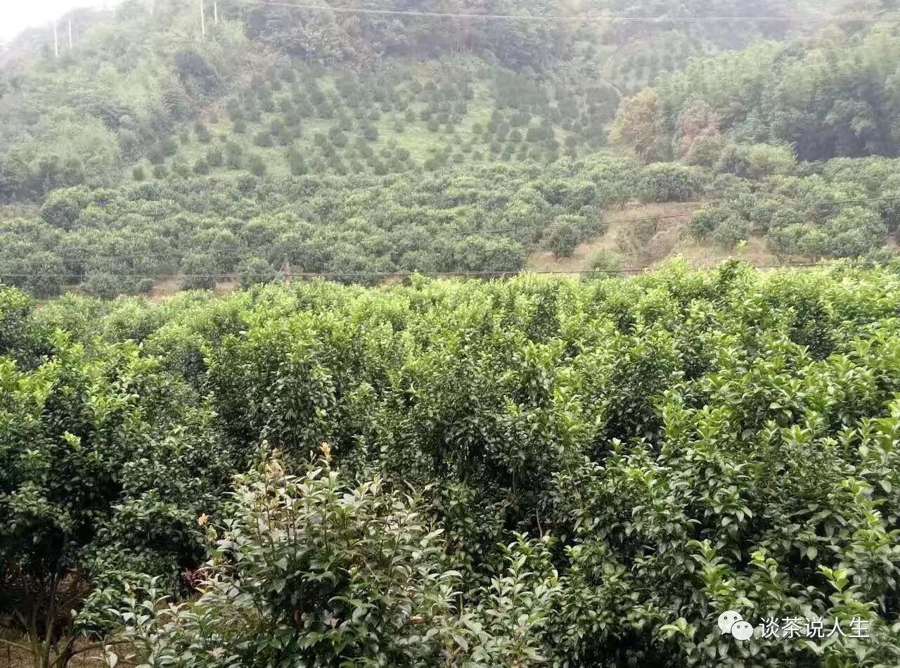 我们种植茶枝柑的场地