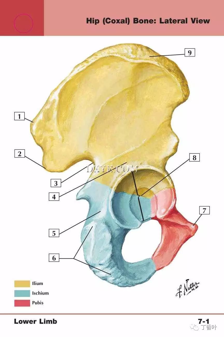 髂后下棘 3. 坐骨大切迹 4. 髂骨体 5. 坐骨体 6. 坐骨峤节 7.