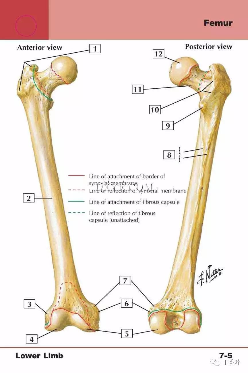 转子间嵴 11. 颈部 12. 头 点评:股骨,或大腿骨,是人体最长的骨.