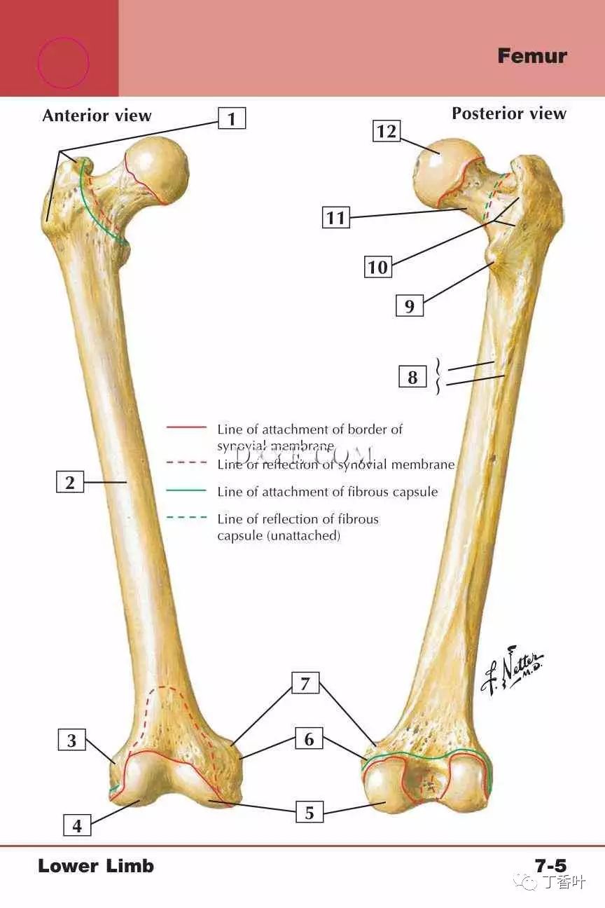 解剖学解读:七.下肢 - 骨骼和关节(1~13)