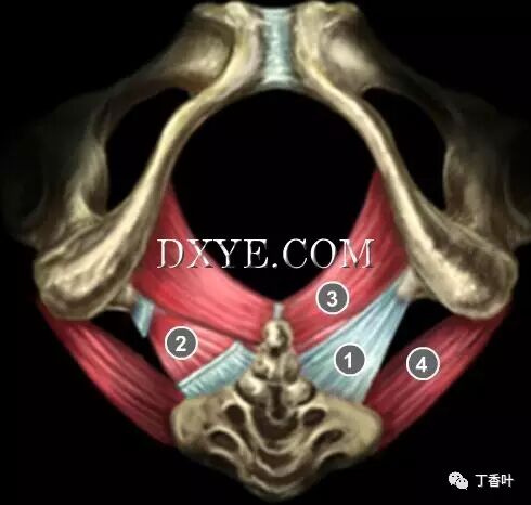 s拉钩怎么用RICHTER