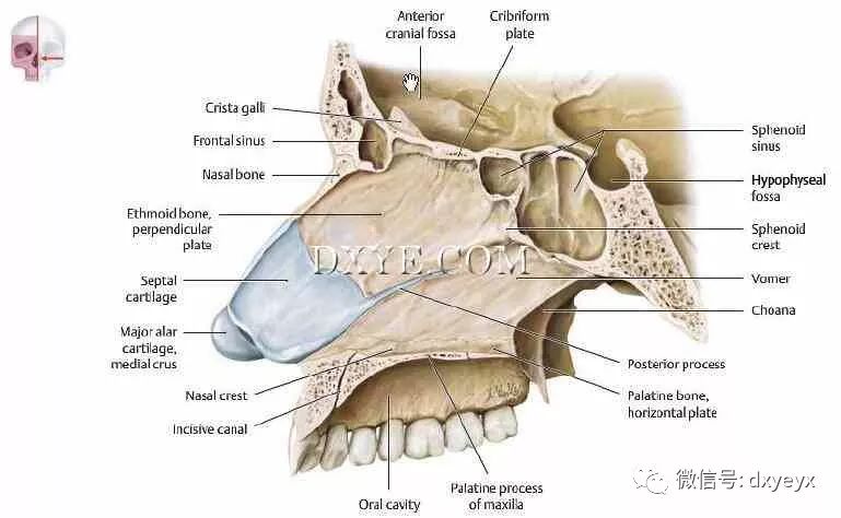 后部的骨性部分主要包括下后部分犁骨和上部分的筛骨垂直板.  (from