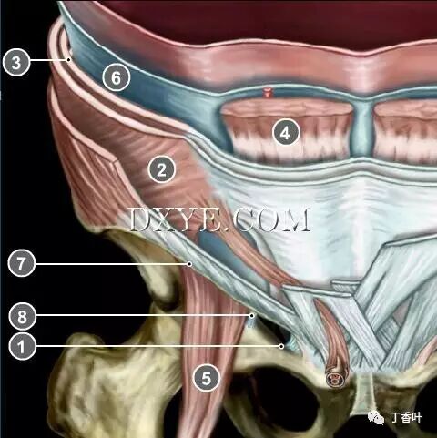 疝气补片怎么固定双层补片修补腹股沟疝（图文演示）_https://www.jmylbn.com_新闻资讯_第3张