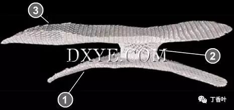 疝气补片怎么固定双层补片修补腹股沟疝（图文演示）_https://www.jmylbn.com_新闻资讯_第14张