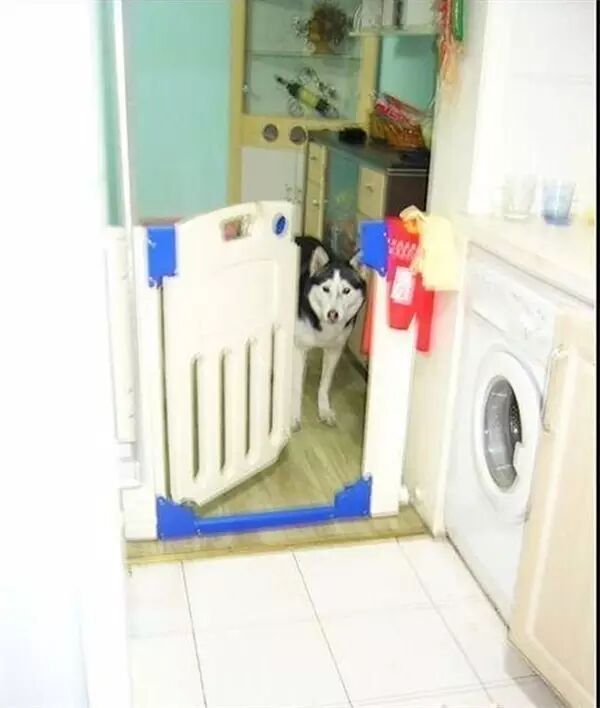 说怀孕就不能养狗的人,那是他们没有常识!-怀孕期