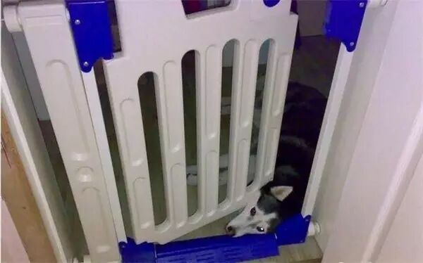 说怀孕就不能养狗的人,那是他们没有常识!-怀孕期