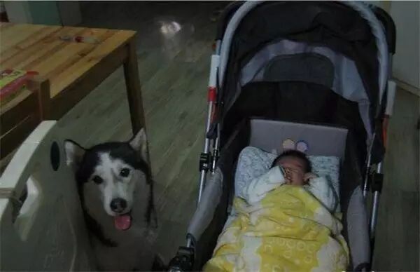 说怀孕就不能养狗的人,那是他们没有常识!-怀孕期