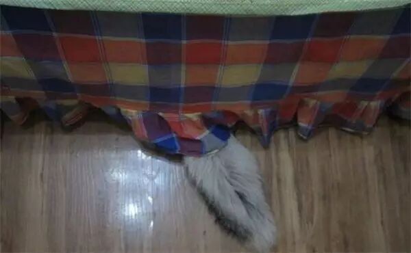 说怀孕就不能养狗的人,那是他们没有常识!-怀孕期