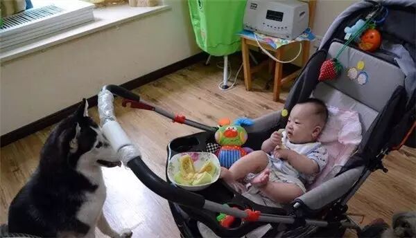 说怀孕就不能养狗的人,那是他们没有常识!-怀孕期