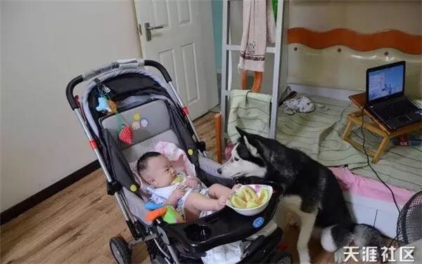 说怀孕就不能养狗的人,那是他们没有常识!-怀孕期