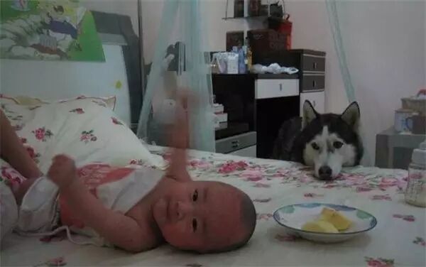 说怀孕就不能养狗的人,那是他们没有常识!-怀孕期