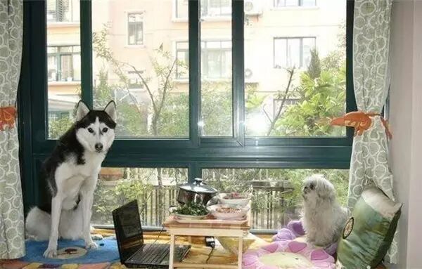 说怀孕就不能养狗的人,那是他们没有常识!-怀孕期