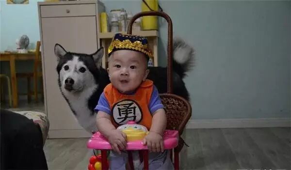 说怀孕就不能养狗的人,那是他们没有常识!-怀孕期