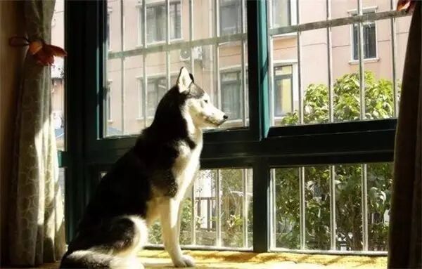 说怀孕就不能养狗的人,那是他们没有常识!-怀孕期