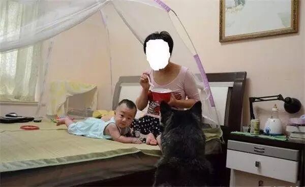 说怀孕就不能养狗的人,那是他们没有常识!-怀孕期