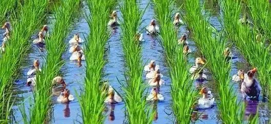 一碗香禾糯，品尝一方山水田园里的古老味道