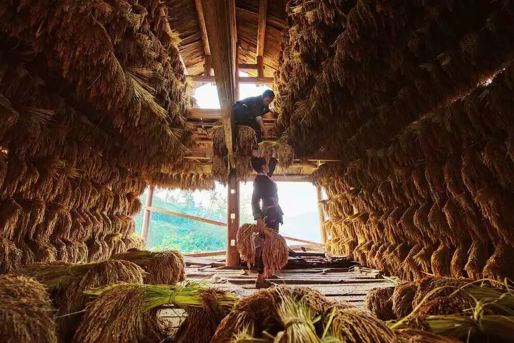 一碗香禾糯，品尝一方山水田园里的古老味道