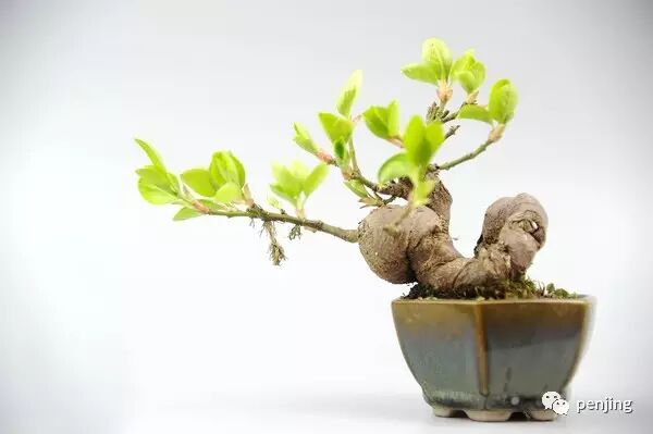 小小盆景 如何修炼成一门大艺术