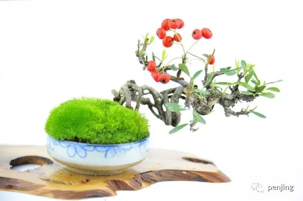 小小盆景 如何修炼成一门大艺术