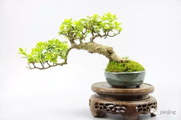 小小盆景 如何修炼成一门大艺术