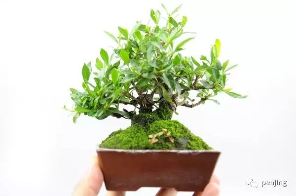 小小盆景 如何修炼成一门大艺术