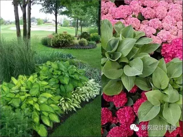 低矮匍匐类