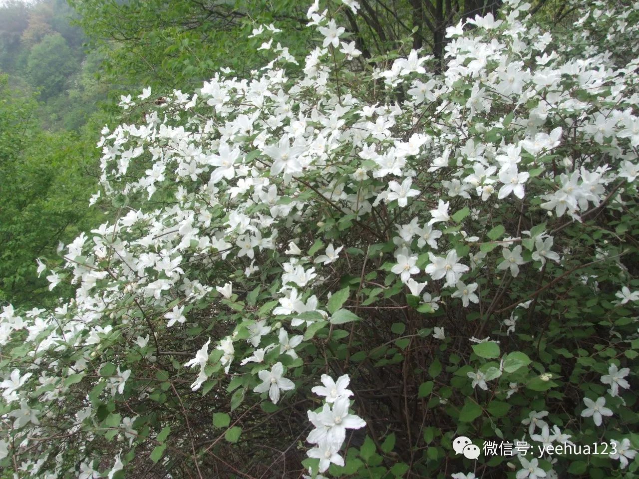 北京植物-大花溲疏