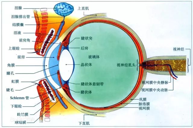 读书写字，为什么我们总强调那30-50厘米？