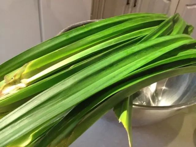 这些食物驱蟑螂有奇效,无毒无害,比杀虫剂还管用!
