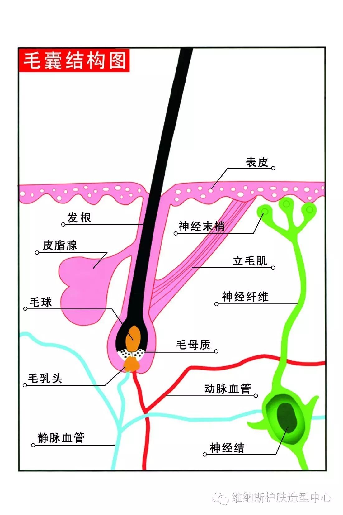 白发转黑发，你需要知道这些！
