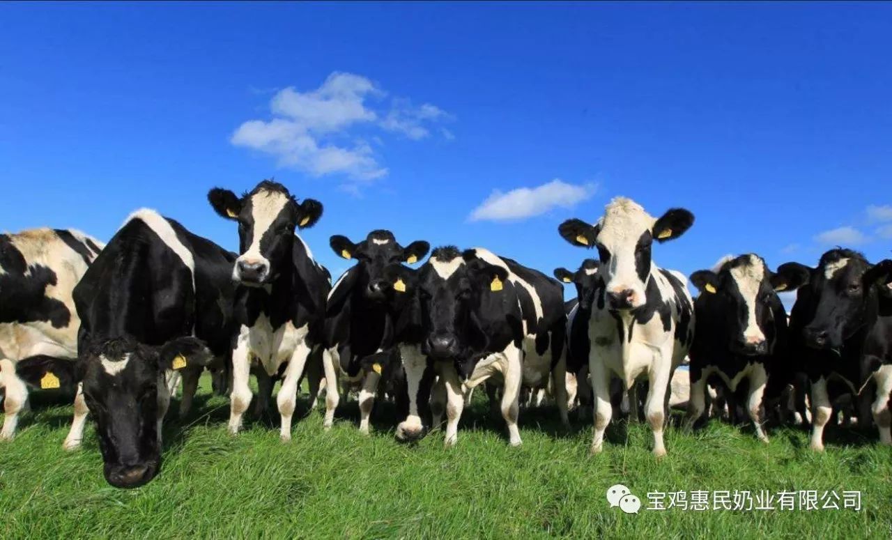 新品上市丨惠民星牧场牛奶,看的见的新鲜牧场奶