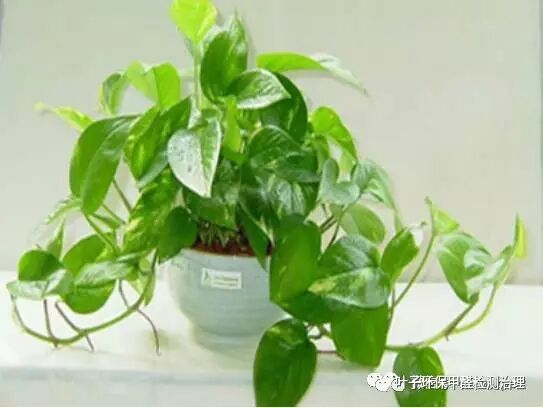 教你如何识别除甲醛的套路！|解决方案-武汉小小叶子环保科技有限公司