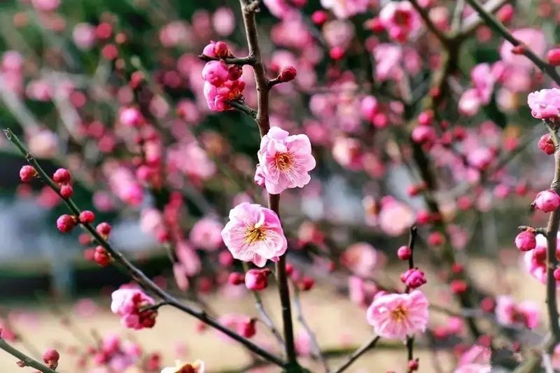 【旅游扶贫】第1站 2月12日探寻丹江千亩梅花,开启一场踏春寻梅之旅