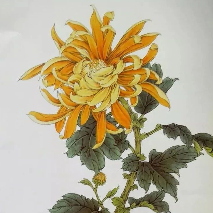 高清菊花画