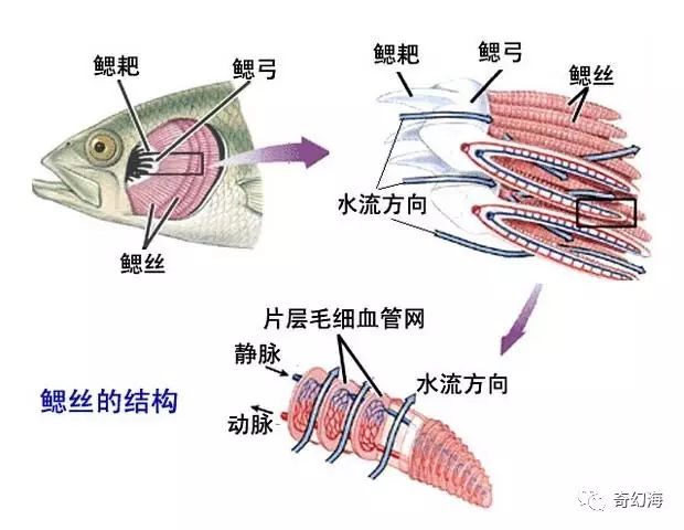 鱼鳃中有大量的分支鳃丝,每条鳃丝上还有无数的鳃小片,毛细血管极其