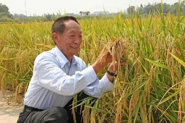 大型电视剧《袁隆平》筹备开拍,拟邀朱亚文、郝蕾加盟?