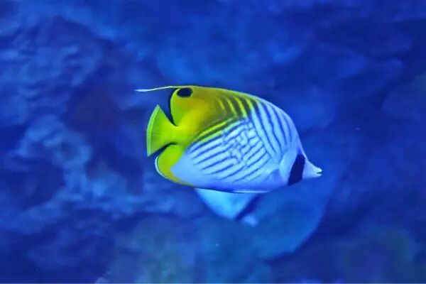 显示屏基础知识