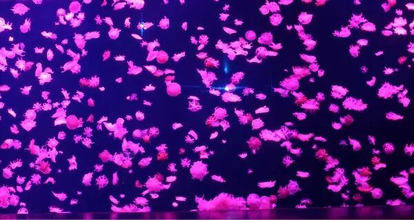 显示屏基础知识