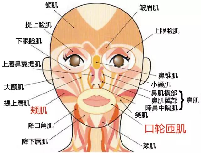 生物疗法与口腔机能no2如何通过肌肉训练改善颜值