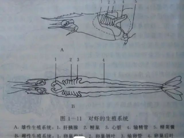 食话丨大妈挑出虾生殖器非说寄生虫